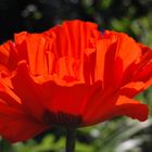 Pretty poppy petals.