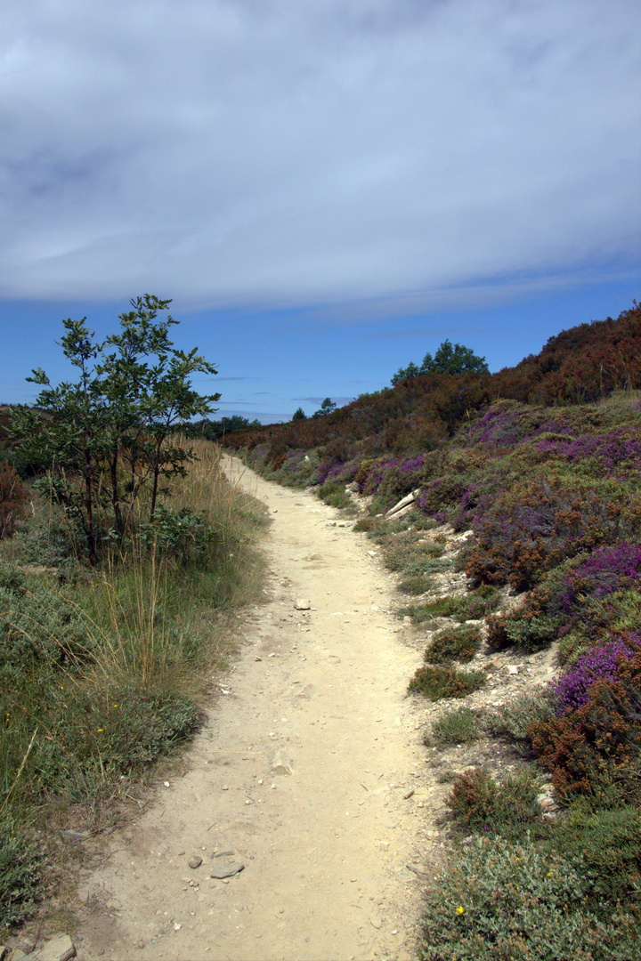 Pretty sandy way with purple bushes