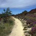 Pretty sandy way with purple bushes