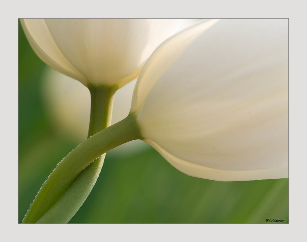 Pretty white