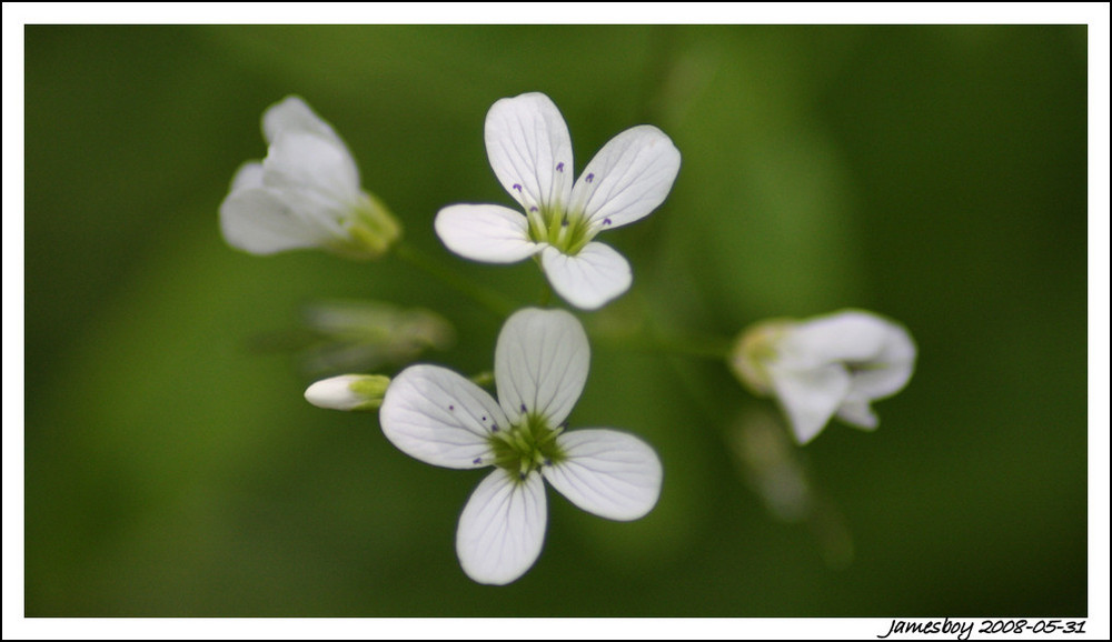 Pretty white