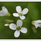 Pretty white