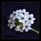 ~ Pretty white flower ~