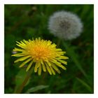 Pretty Yellow Dandelion