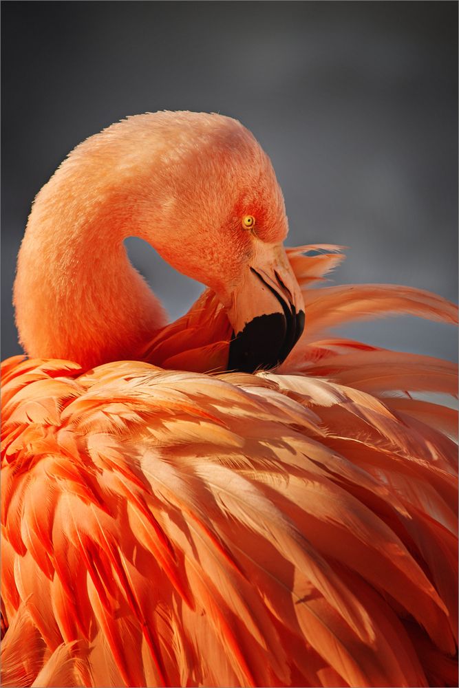 /// Pretty.Flamingo ///