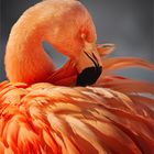 /// Pretty.Flamingo ///