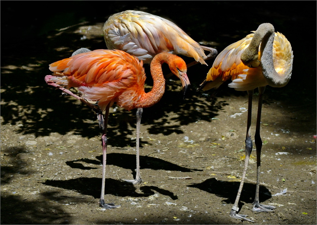 _pretty_flamingo_
