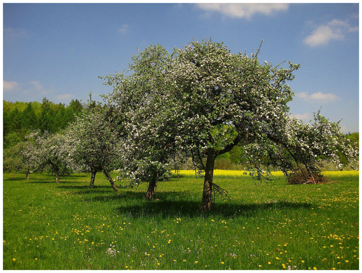 Pretzfelder Kirschen-Wanderweg