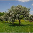 Pretzfelder Kirschen-Wanderweg