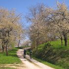 Pretzfelder Kirschenweg