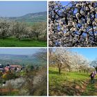 Pretzfelder Kirschwanderweg 