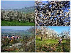 Pretzfelder Kirschwanderweg 