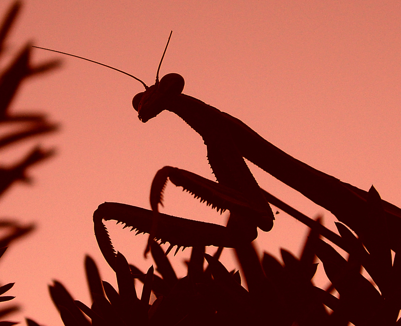 Preying Mantis at Sunset