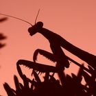 Preying Mantis at Sunset