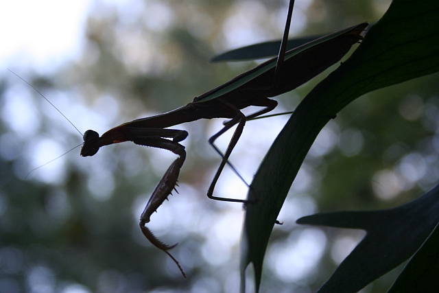 Preying mantis