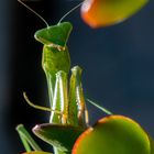 preyingmantis-jadez72-2000