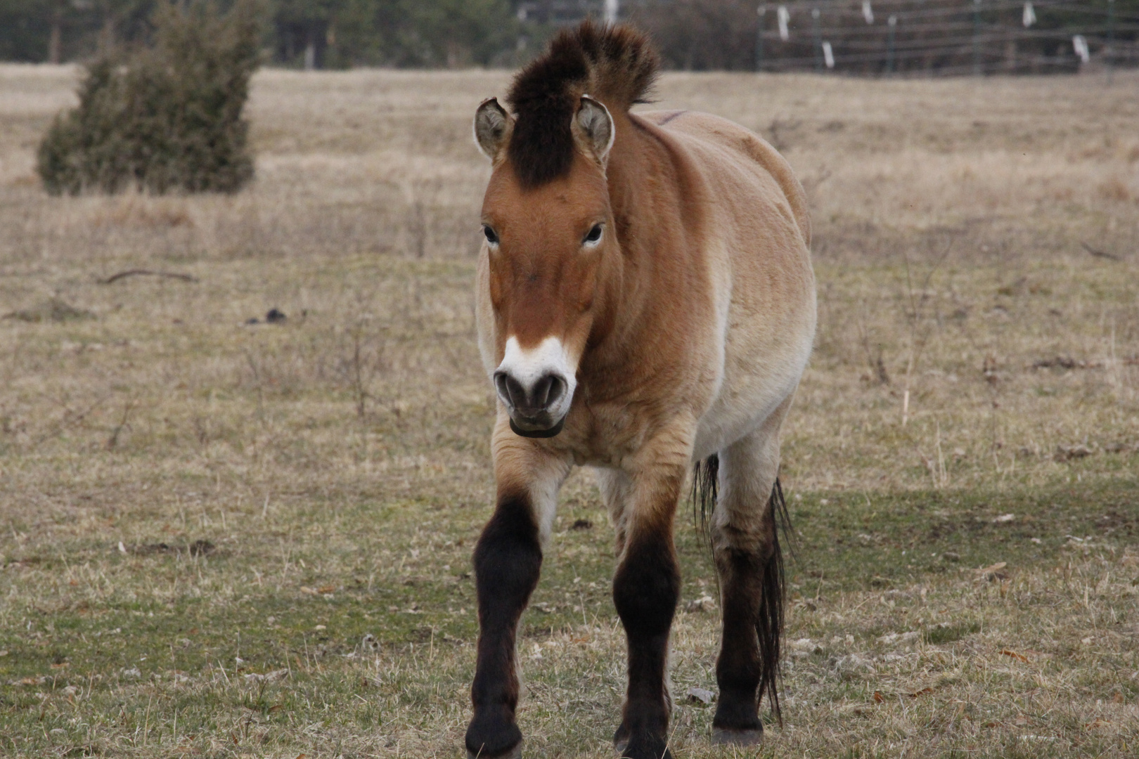 Prezewalski Pferde