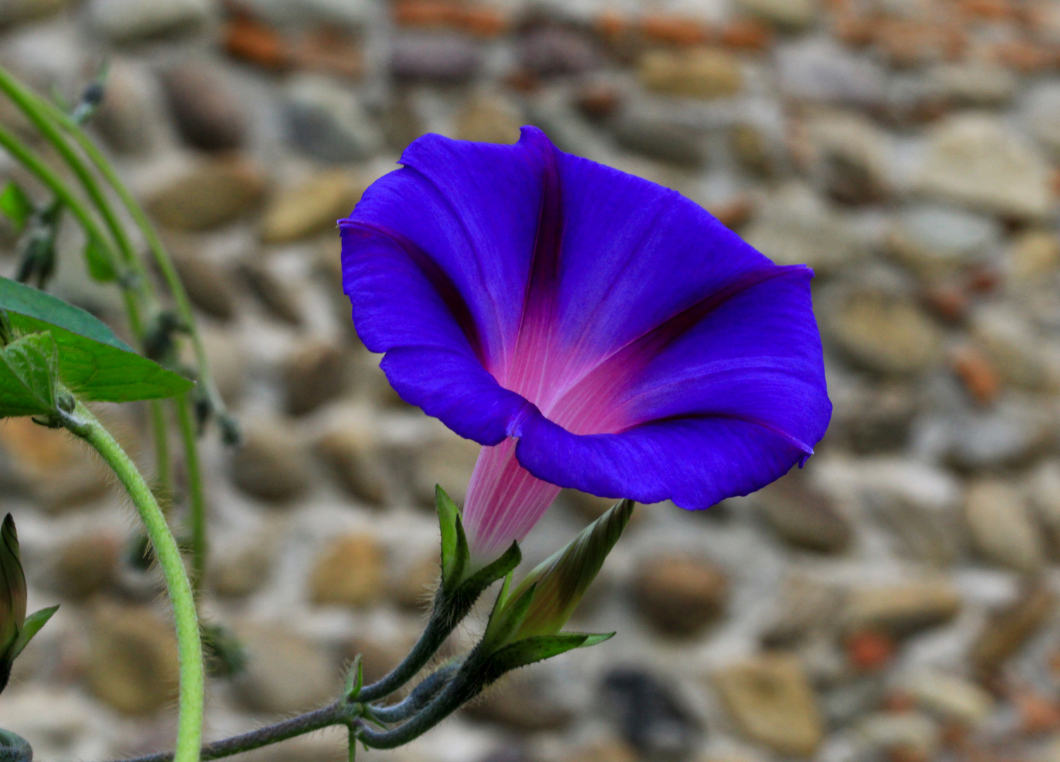 prezioso calice ( ipomea)