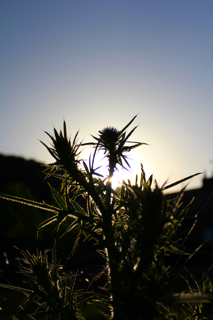 Prick in the sun