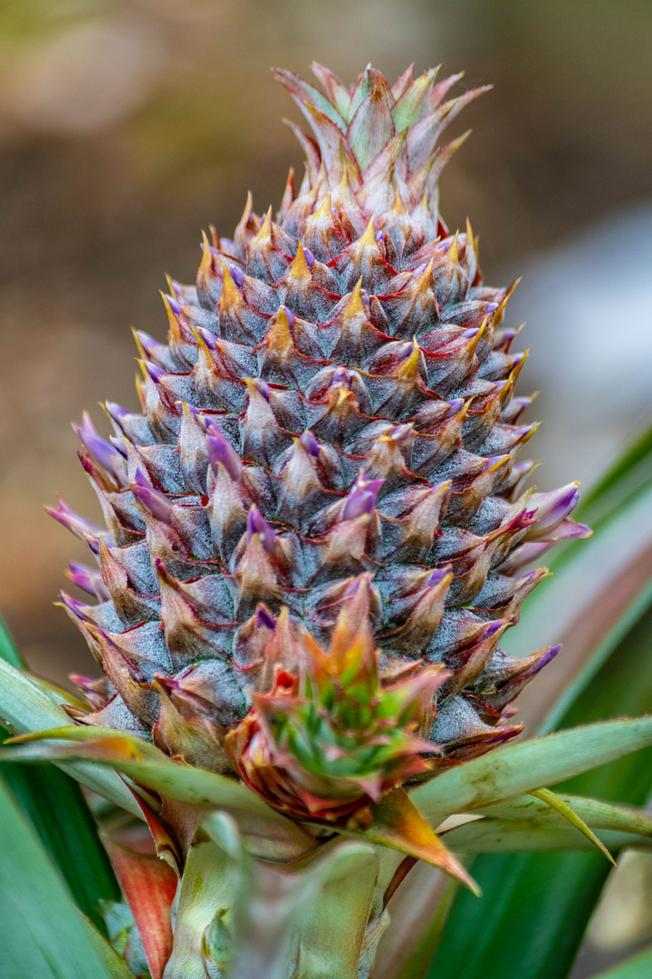 Prickly Beauty