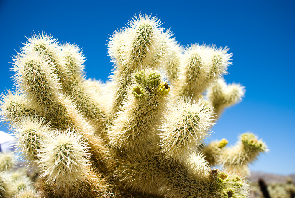 prickly by Beate Rhomberg