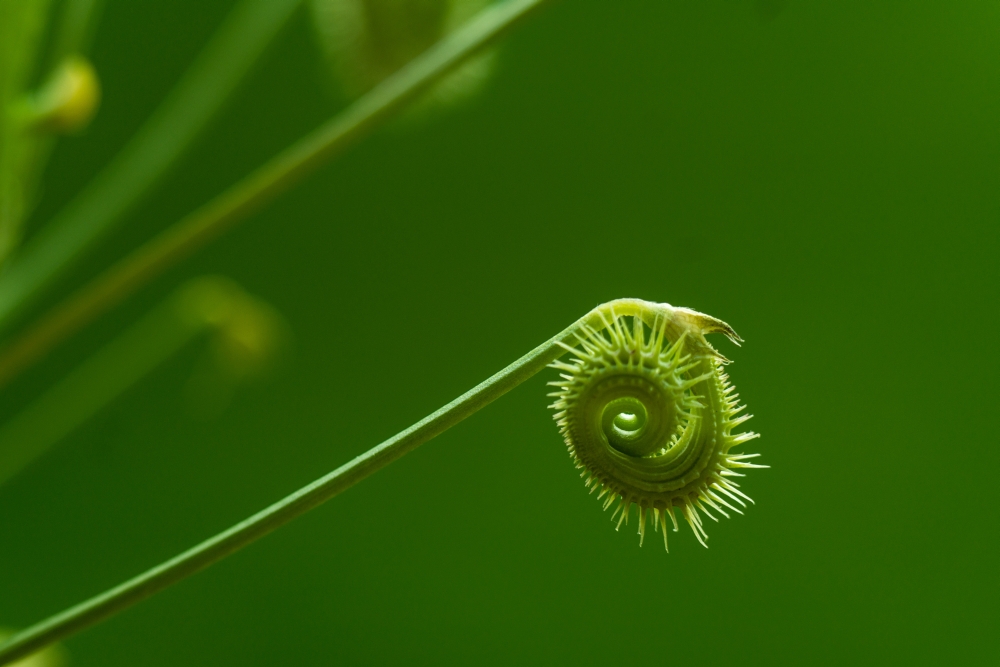 Prickly Caterpillar