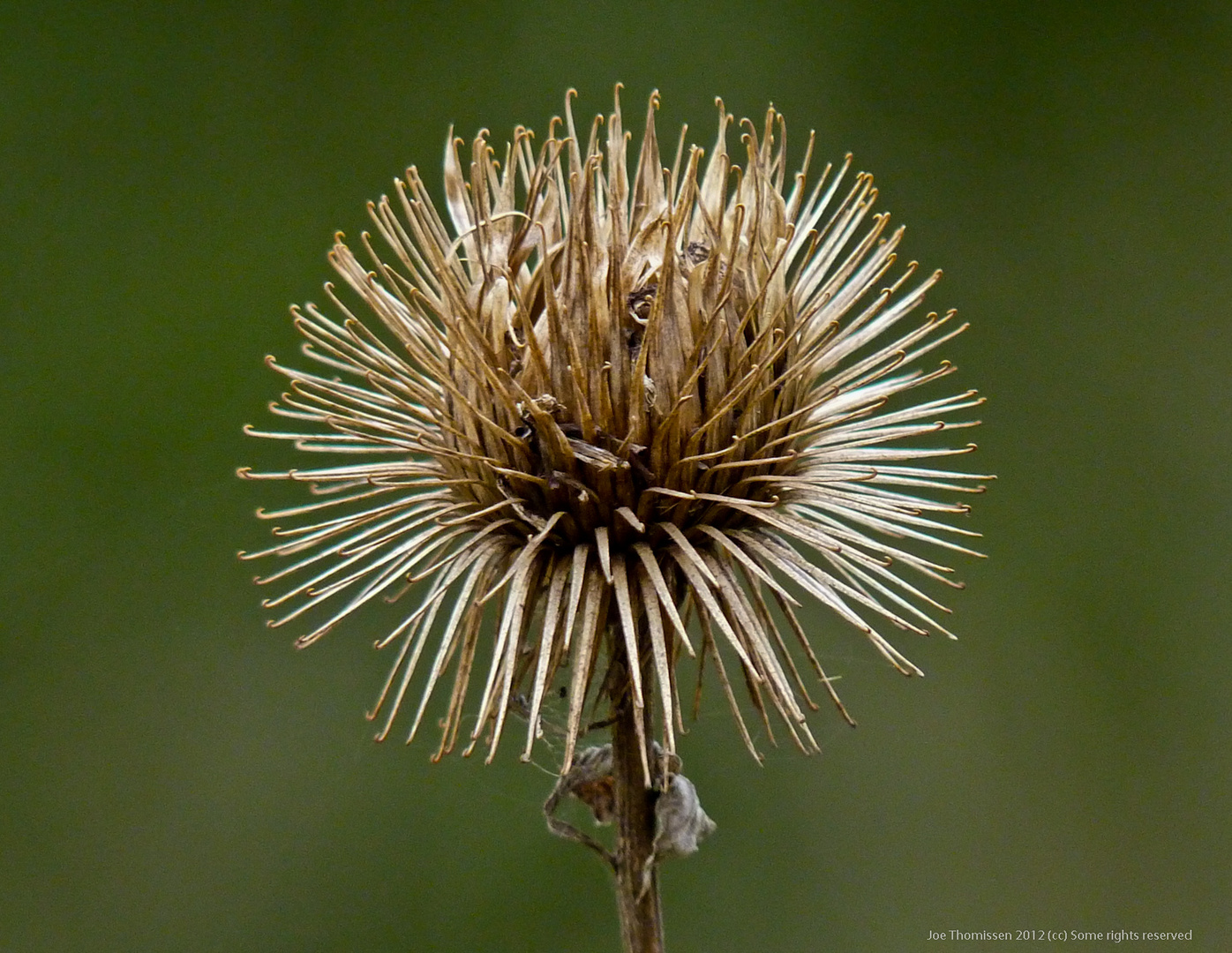 Prickly dried Wildflower