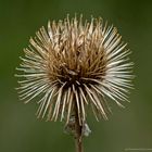 Prickly dried Wildflower