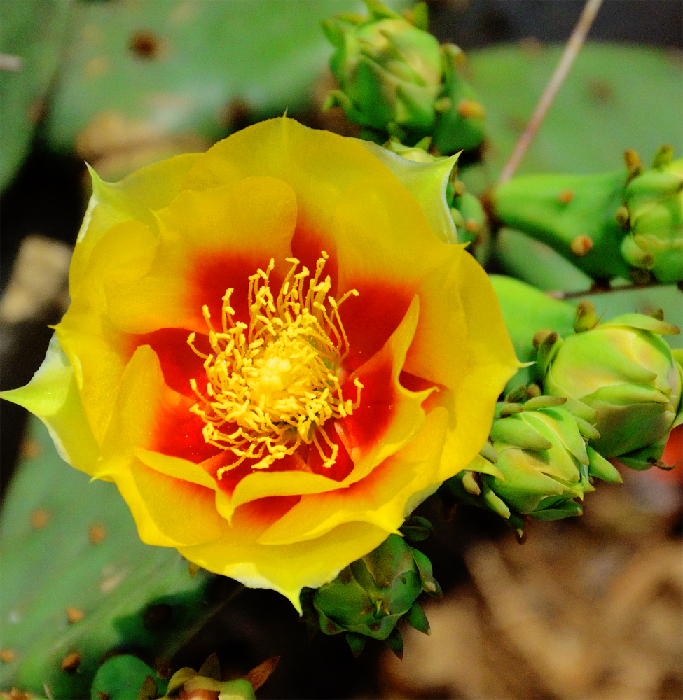 Prickly Pear