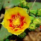 Prickly Pear