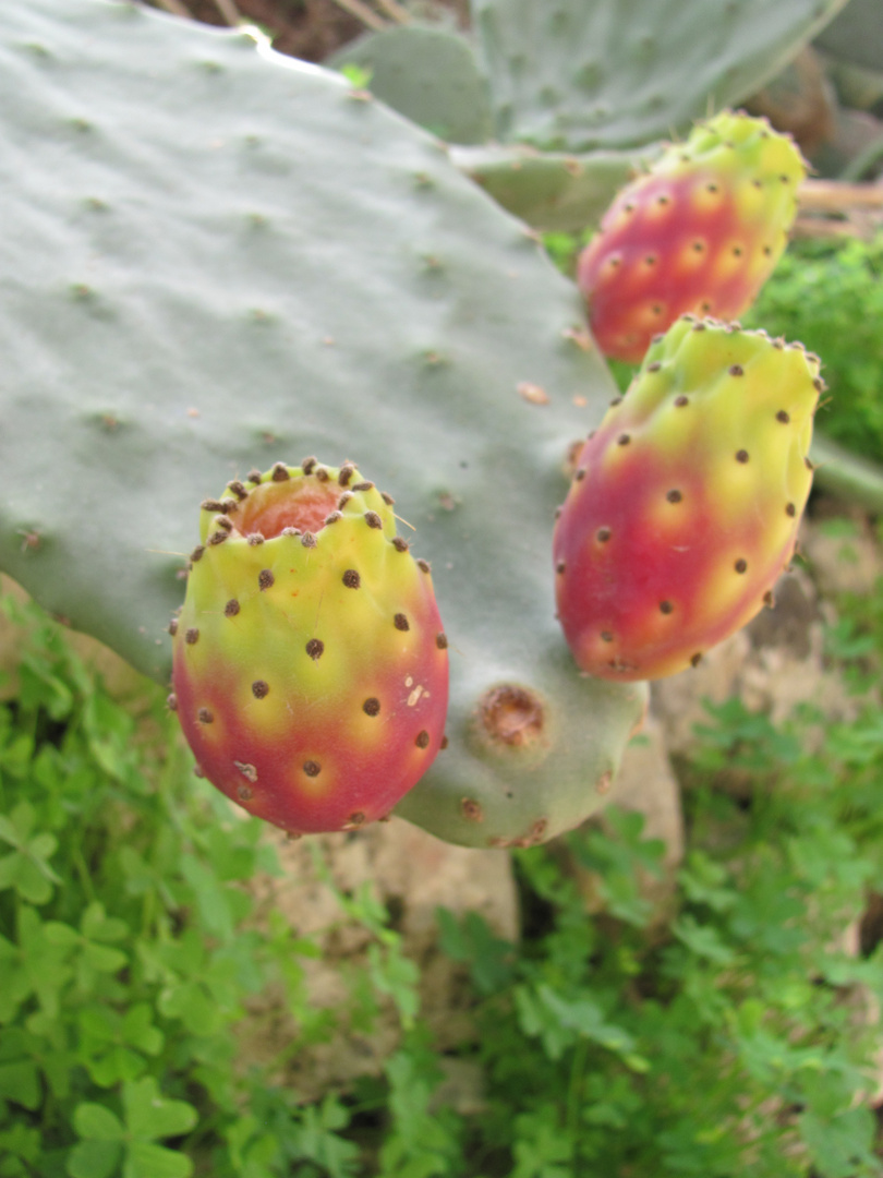 prickly pear