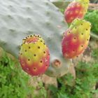 prickly pear