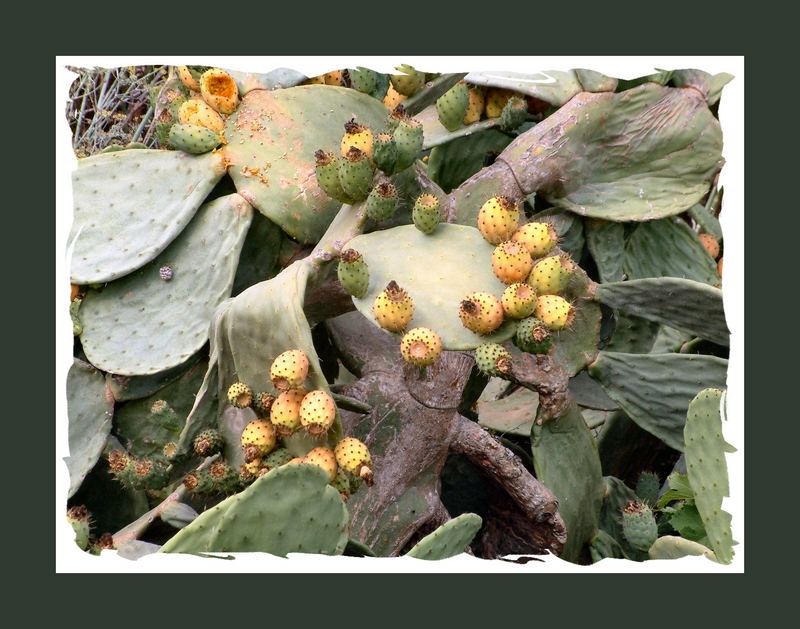 Prickly Pears