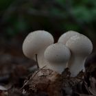 Prickly Puffy Snuff-Box --- Lycoperdon perlatum Pers.