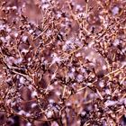 prickly weed