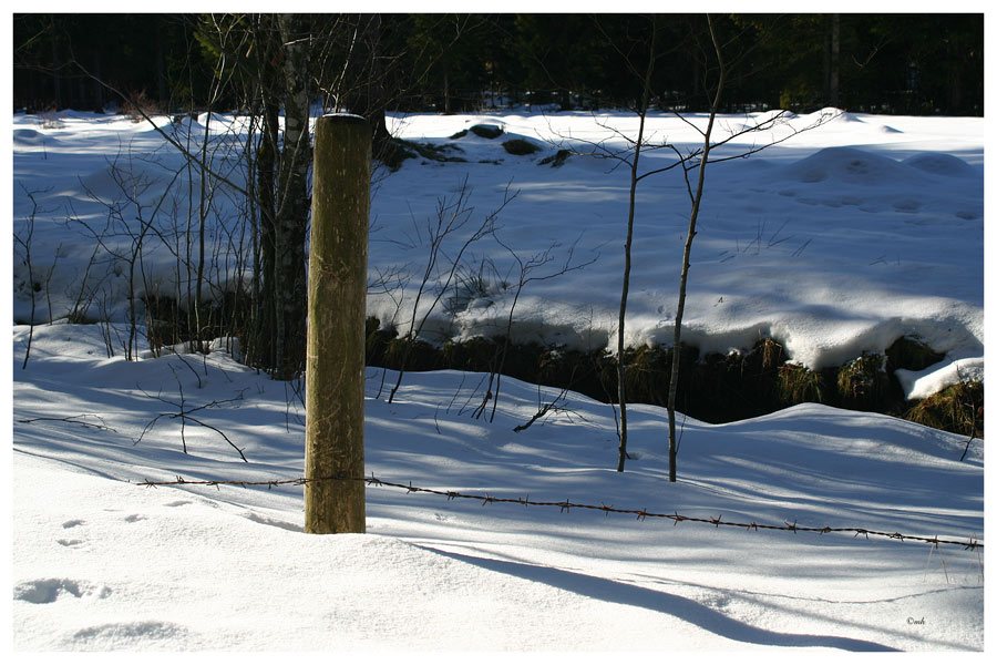 Prickly winter...