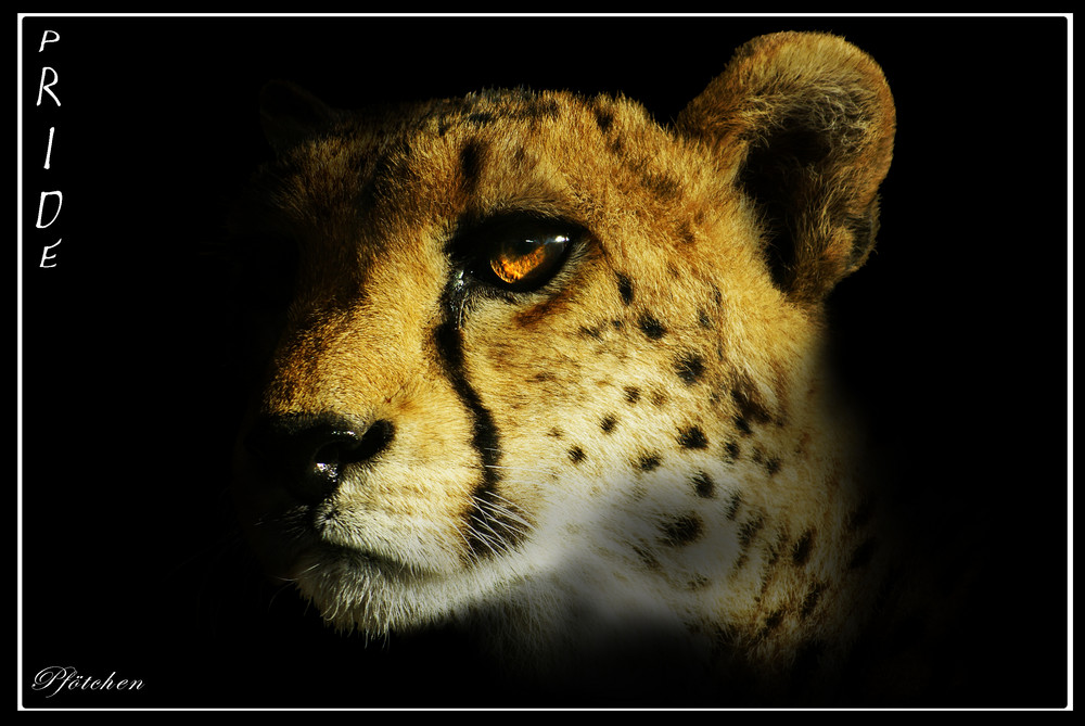 PRIDE - Der stolze Gepard