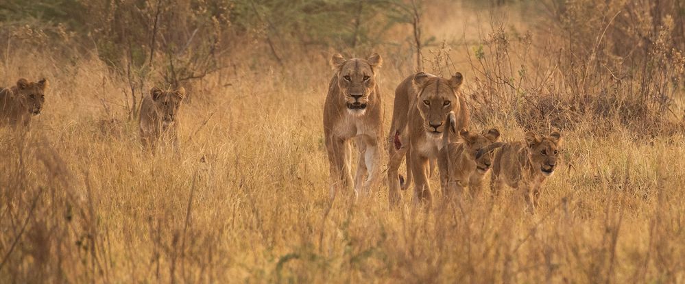 Pride of Lions