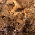 Pride of Lions II