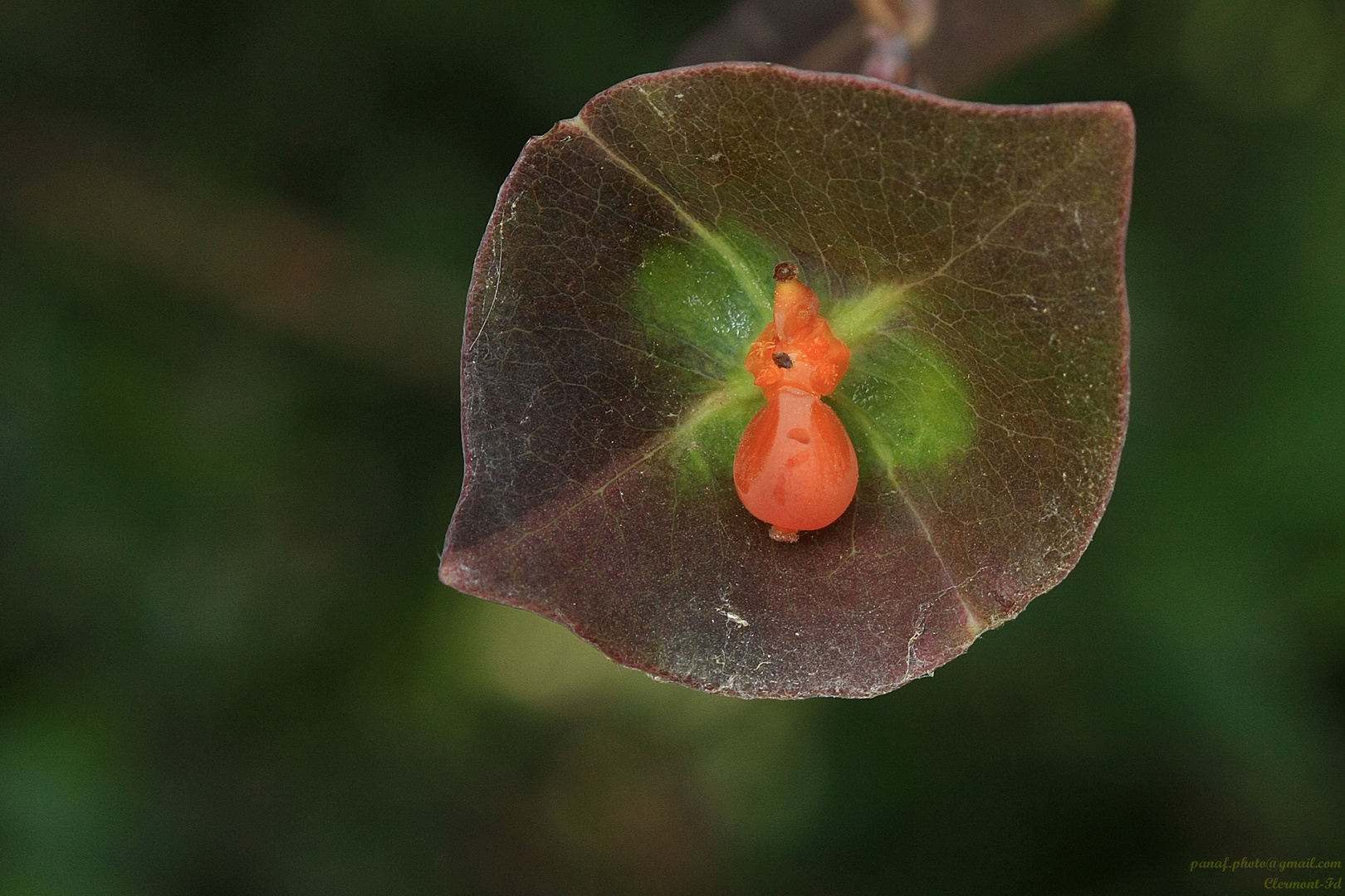 Prieuse rouge à petit chapeau marron dans un calice vert