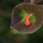 Prieuse rouge à petit chapeau marron dans un calice vert