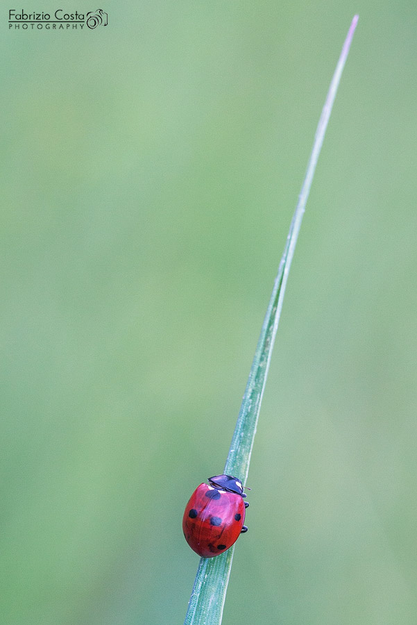 Prima Coccinella del 2014