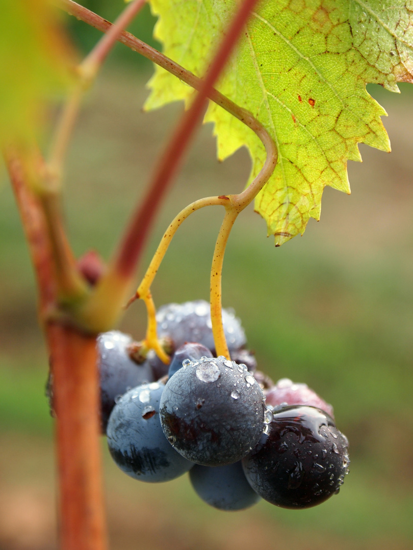 PRIMA DELLA VENDEMMIA