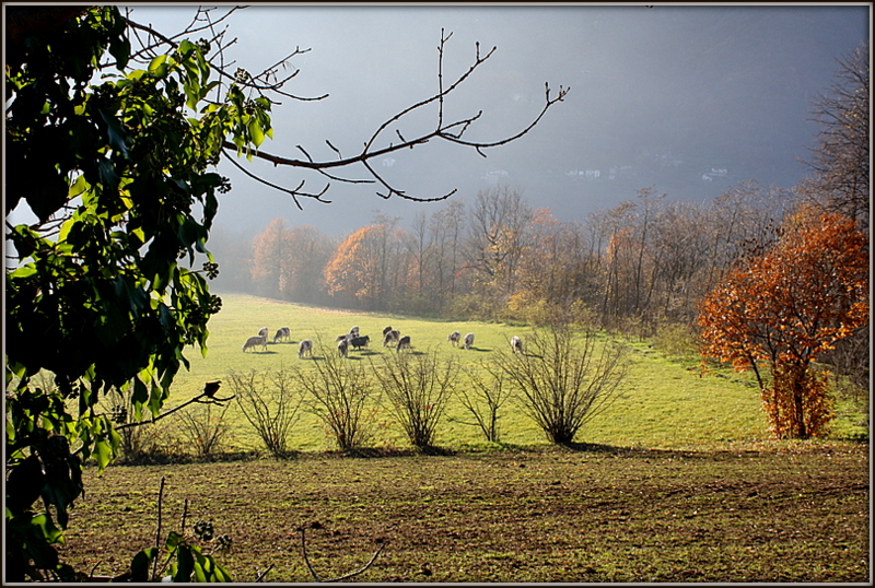 Prima dell'inverno...