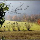 Prima dell'inverno...