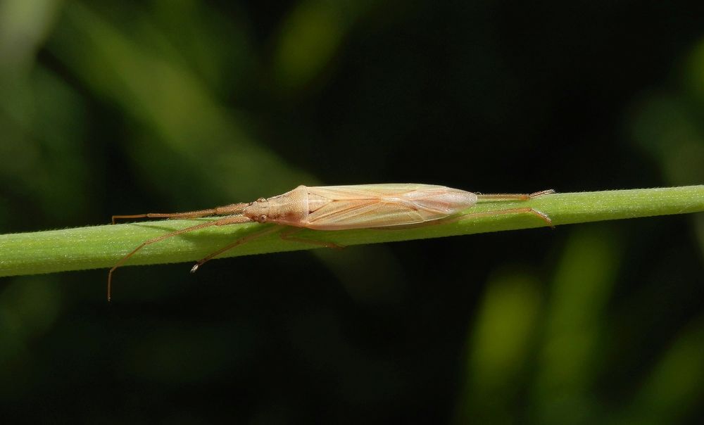Prima getarnt - Grasweichwanze (Stenodema laevigatum) auf Weichgras