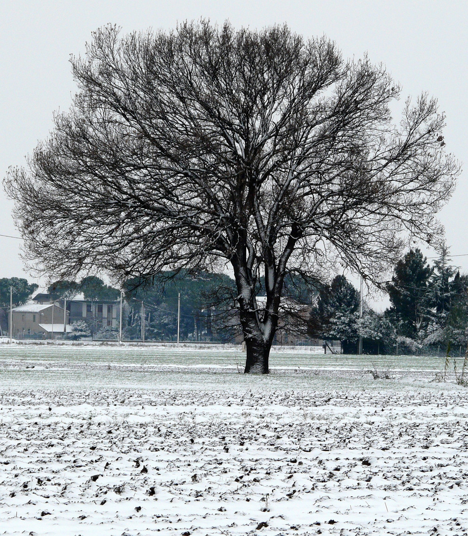 Prima neve