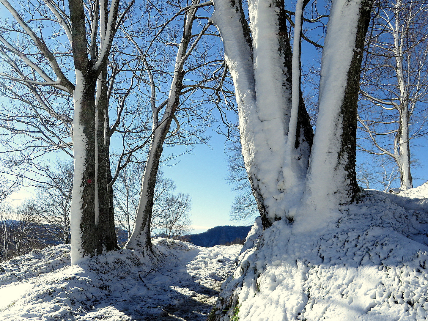 prima neve