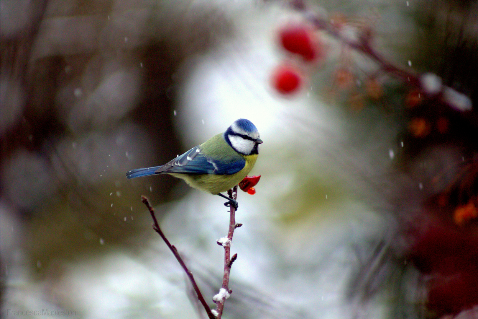 Prima Neve