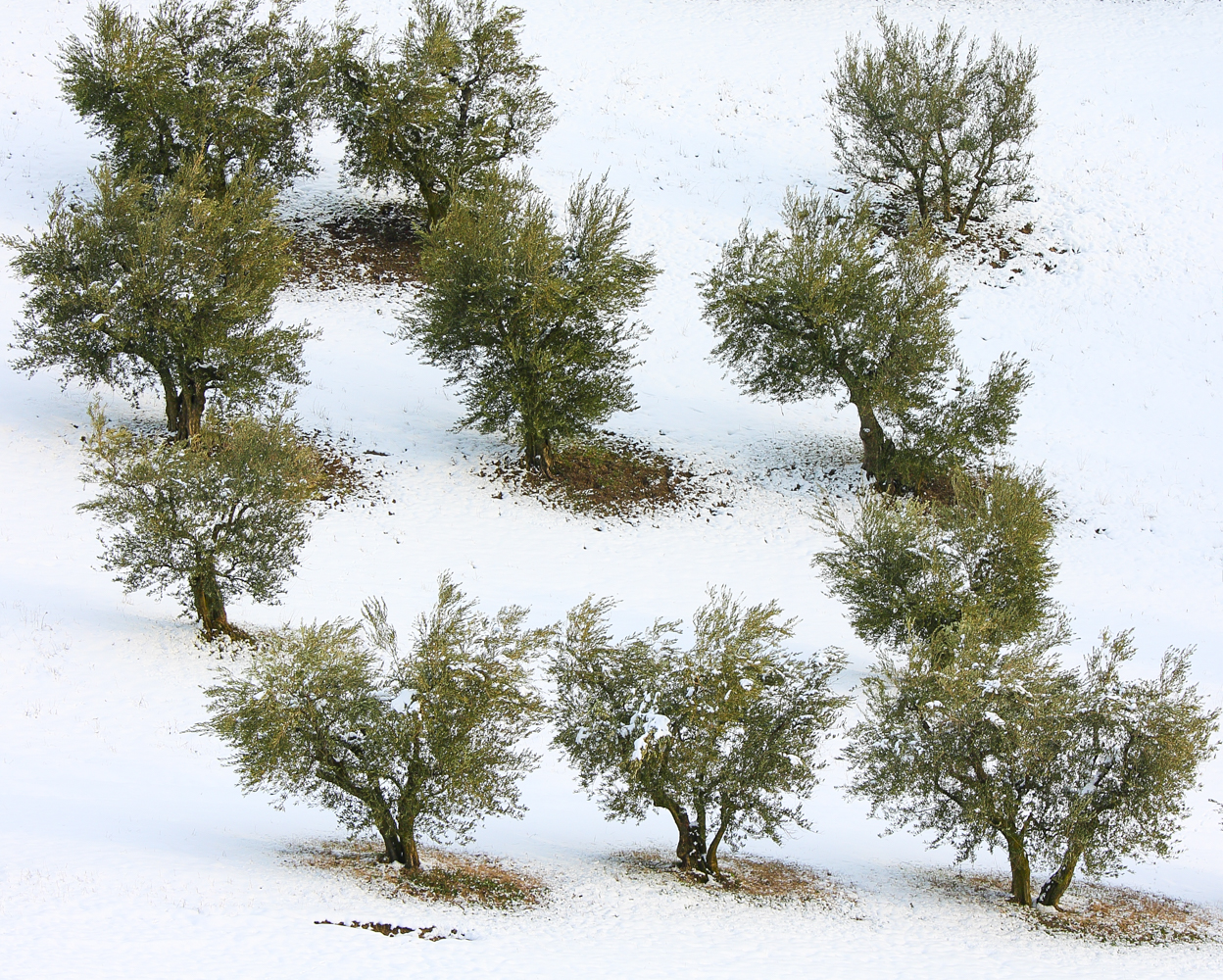 Prima neve su ulivi